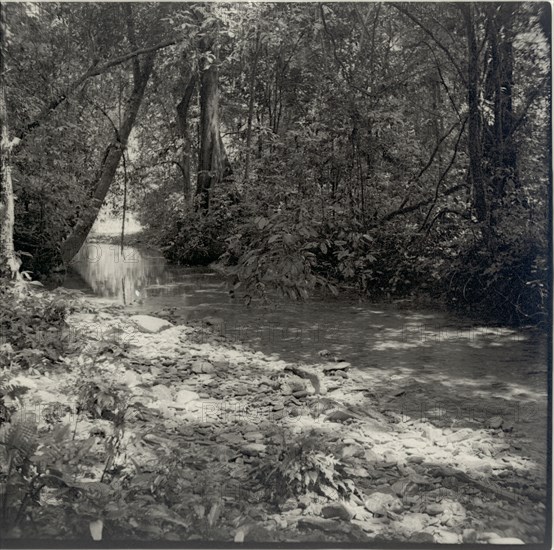 Stream in forest