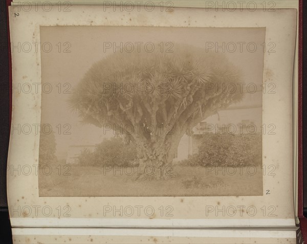 Garden with bungalow and large tree