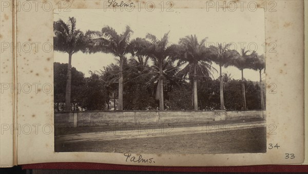 Palm trees