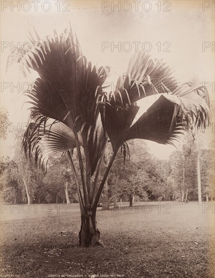 A Coco-de-Mer palm, Sri Lanka