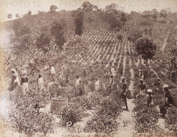 Tea picking in Sri Lanka