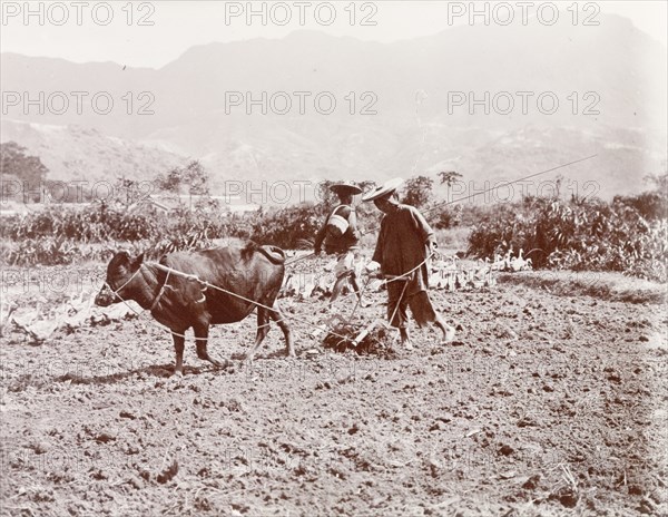 A Chinese farmer harrows a field