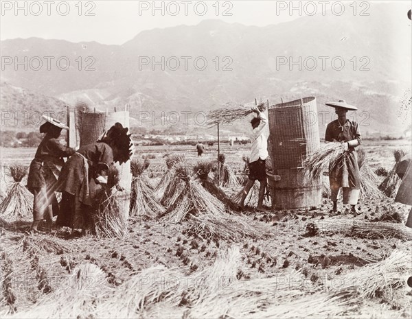 Harvesting rice by hand