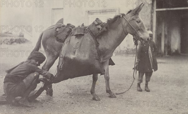 'Water mule', India