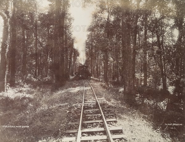 Darjeeling Hill Railway, near Sookna