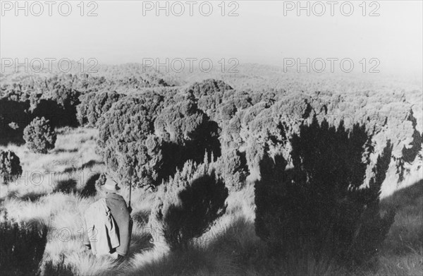 Heathland on Mount Kenya