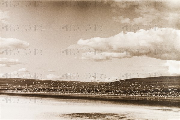 Flamingoes taking to flight on Lake Nakuru