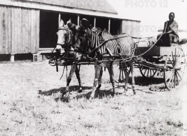 Buggy harnessed with mule and zebra