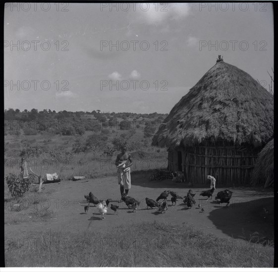 Kibuko feeding hens