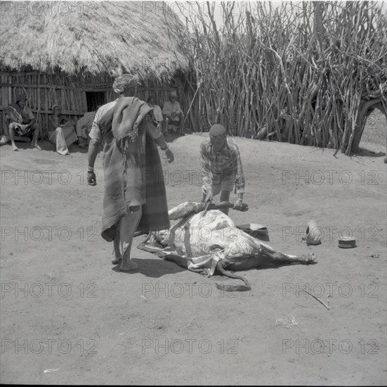 Removing right foreleg