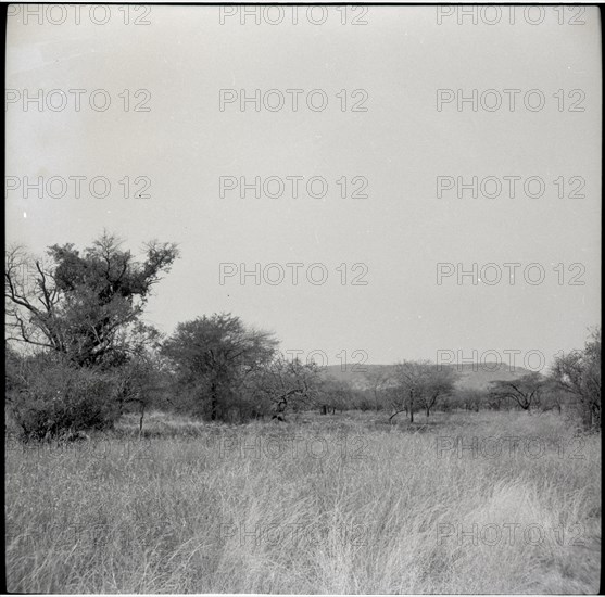 Serengheti plains and very distant animals