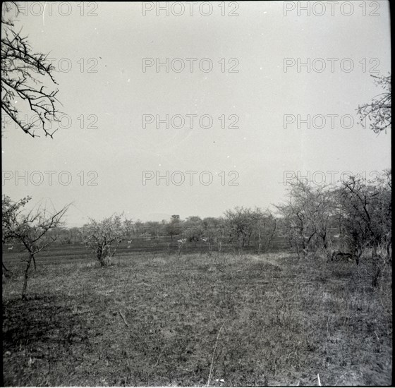 Serengheti plains and very distant animals