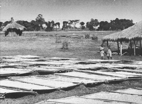 Pyrethrum drying in the sun