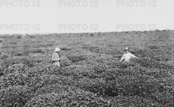 A tea estate at Kericho