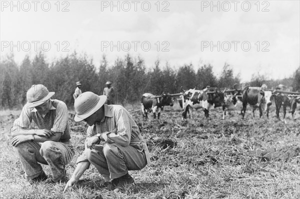 Disc ploughing at Njoro