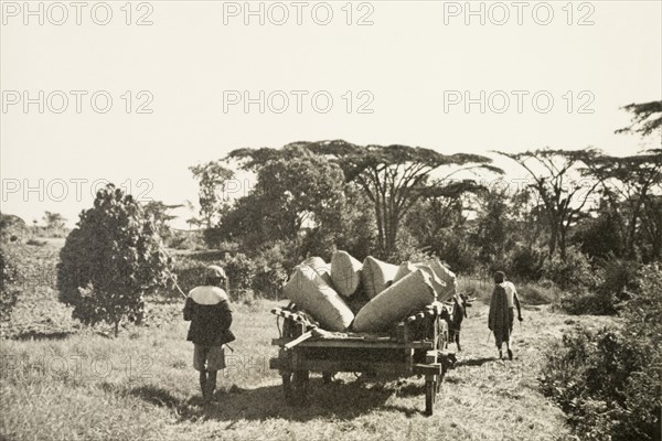 Transporting pyrethrum