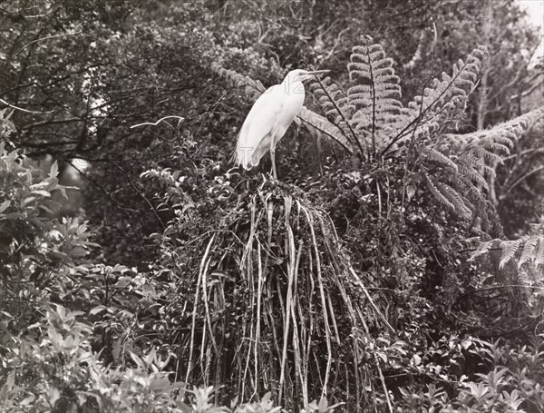 A white egret (Kotaku)