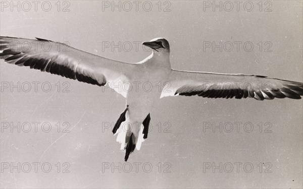 Adult gannet in flight