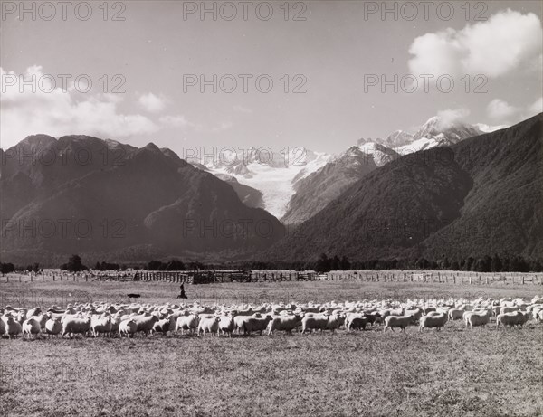 Herding Sheep, near Fox Glacier, South Island