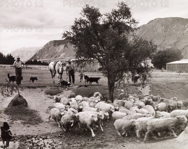 Sheep Dipping, Glenrock Station, Rakaia Valley, South Island