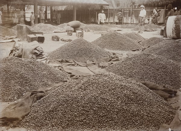 Palm kernels piled on ground in African Oil Nuts company yard, Badagry