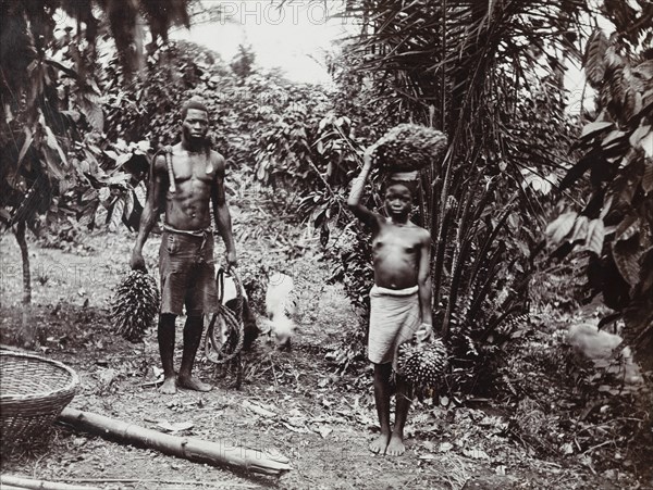 View of two figures with bunches of palm kernels in cultivated grove