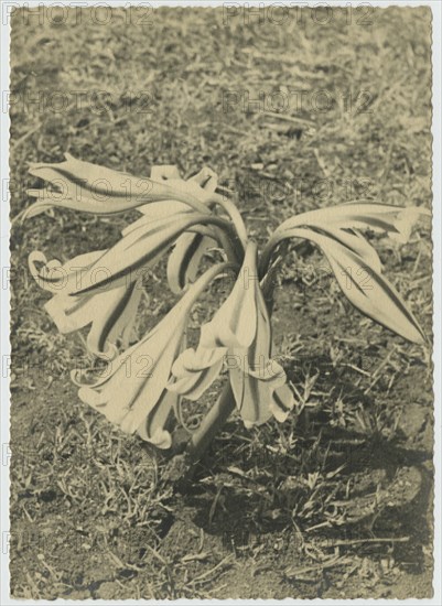 Flower, Somalia