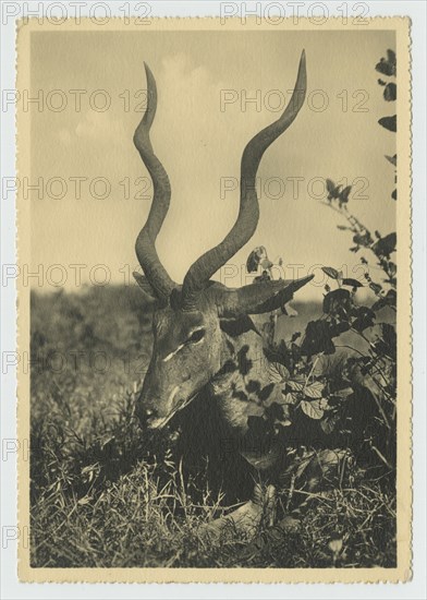Antelope, Somalia