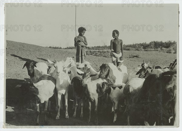 Boys with a herd of goats