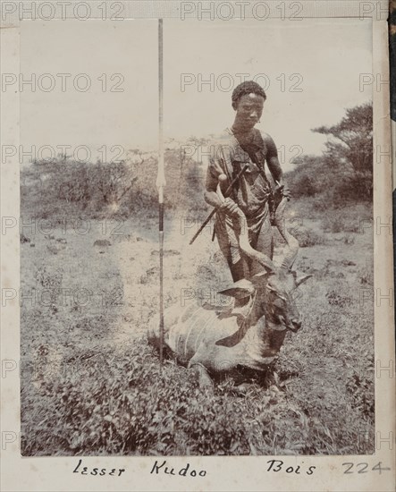 Hunted lesser kudu