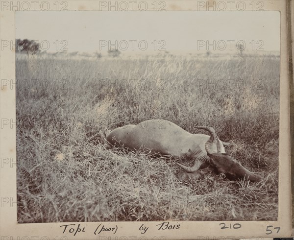 Hunted topi