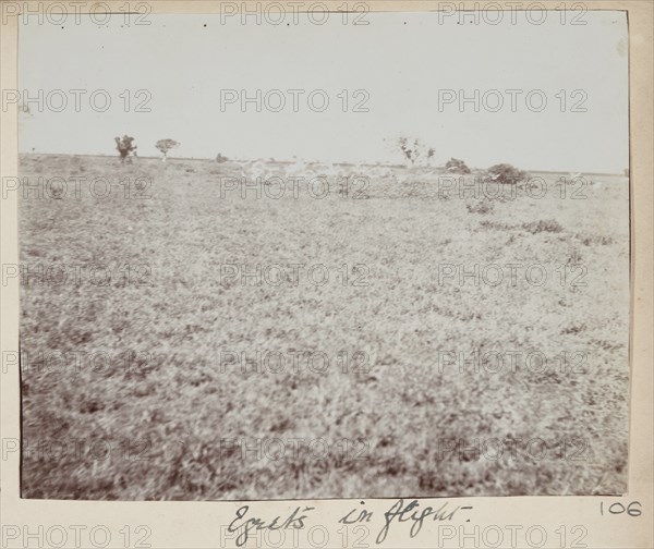 Egrets in flight