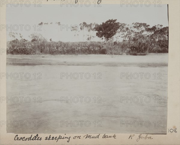 Crocodiles sleeping on mud bank