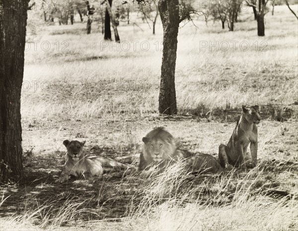 Lions in the Serengeti