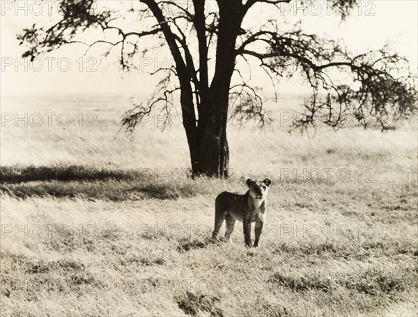 Lioness in the Serengeti