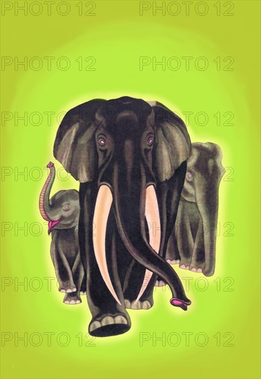 Indian Elephants 1934