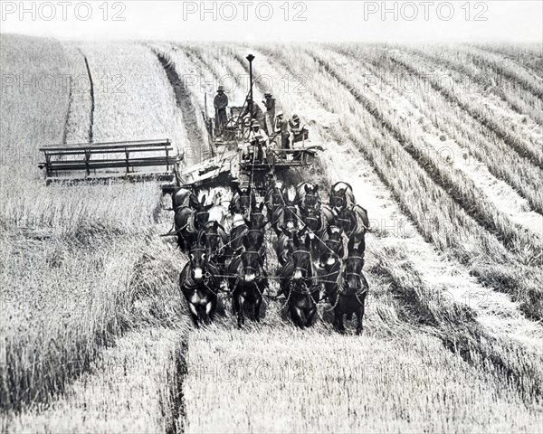 Twenty Mule Combine Harvester