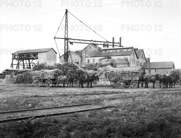 Sugar Cane Wagons