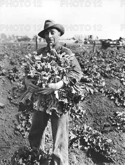 Harvesting Rhubarb In Alameda