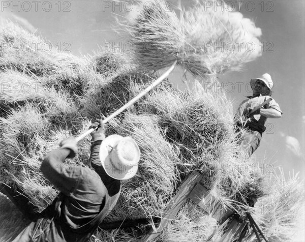 Harvesting Wheat