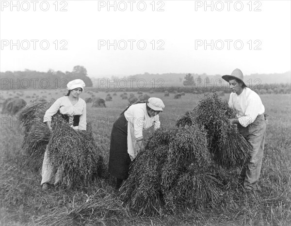 Harvest Time