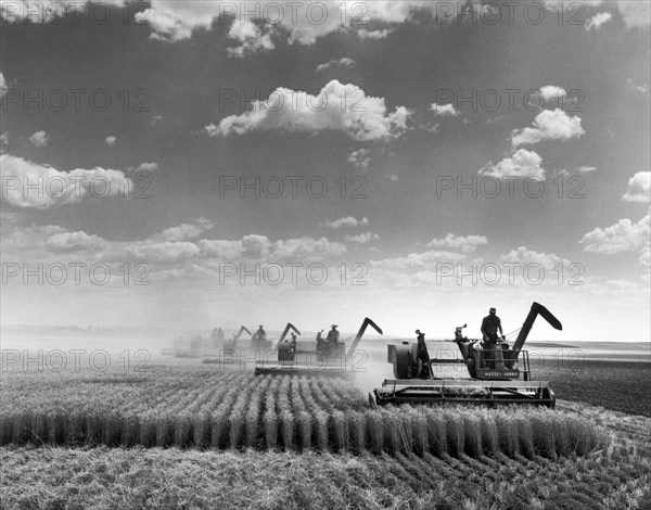 Combine Harvesting Wheat