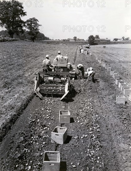 Harvesting Potatos