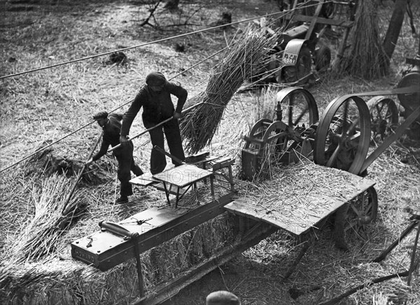 Harvesting Reeds For Paper