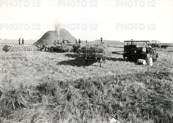 Threshing Rice In California