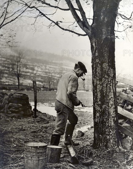 Maple Syrup Tapping