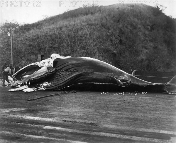 A Whale Being Butchered