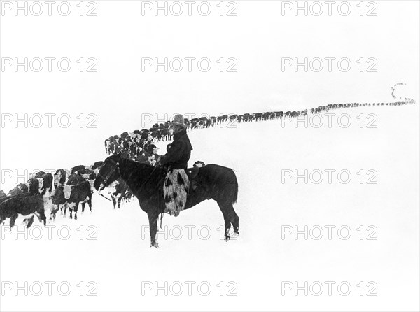 Wintertime Cattle Drive