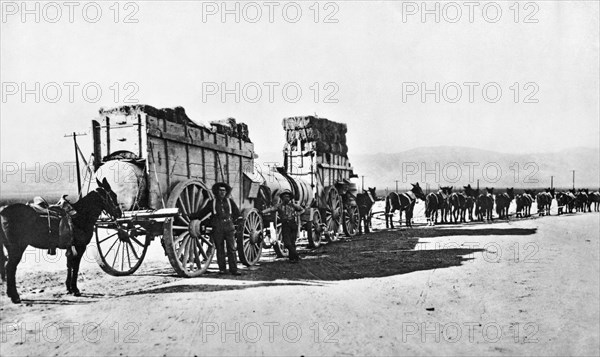 Mule Train Hauling Cargo