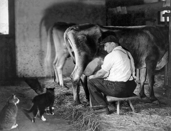 Milking Time On The Farm